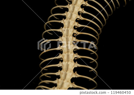 Close up  snake bone on black background 119460450