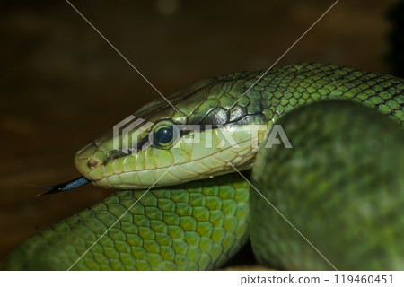 Close up head red tailed rat snake in garden 119460451