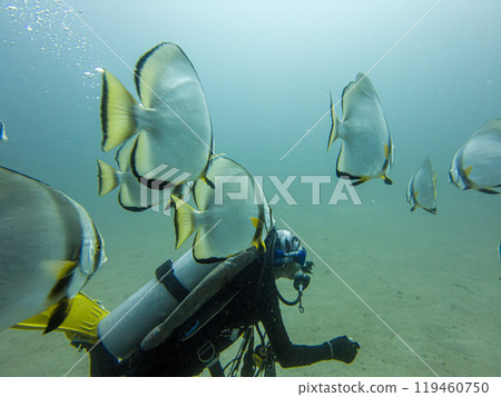 School of Platax teira, Longfin spadefish, or batfish, and a SCUBA diver Puerto Galera, Philippines School of Platax teira, Longfin spadefish, or batfish, and a SCUBA diver Puerto Galera, Philippines 119460750