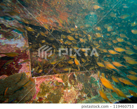 A school of Anthias at a shipwreck in Puerto Galera, Philippines. Waters swarm with living creatures 119460753