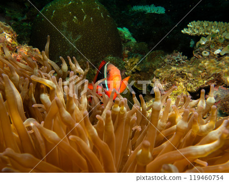 Tomato anemonefish, Amphiprion frenatus, in the host anemone, Puerto Galera, Philippines 119460754