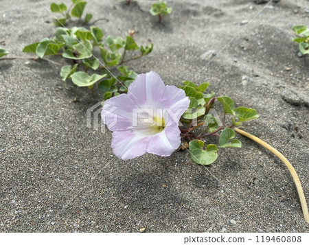 Hamahigao 119460808