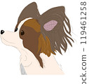 Profile of Papillon 119461258