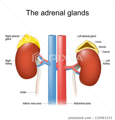 Adrenal glands structure and anatomy. Adrenal glands structure and anatomy. 119461331