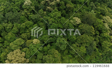 Aerial view the Tropical forest Healthy environment green tone Aerial view the Tropical forest Healthy environment green tone 119461688