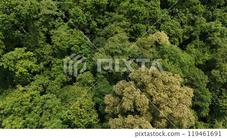 Aerial view the Tropical forest Healthy environment green tone  119461691