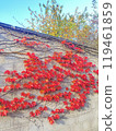 常春藤有鮮紅的葉子 119461859