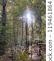 Komorebi 119461864