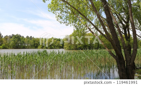 a lake overgrown with reeds and sedge, symbolizing environmental problems, a view of a body of standing water overgrown with vegetation, in a natural park 119461991