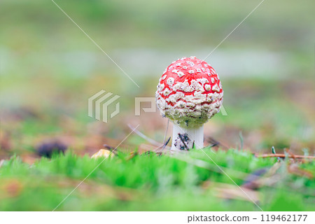 Young Amanita Muscaria, Known as the Fly Agaric or Fly Amanita Young Amanita Muscaria, Known as the Fly Agaric or Fly Amanita 119462177