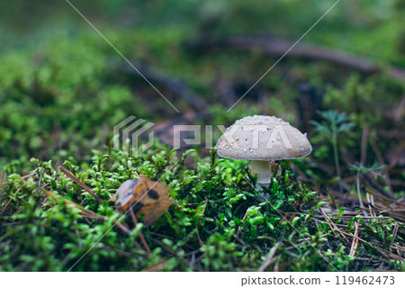 Amanita Pantherina, Known as the Panther Cap, False Blusher and Panther Amanita Amanita Pantherina, Known as the Panther Cap, False Blusher and Panther Amanita 119462473