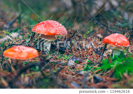 Amanita Muscaria, Known as the Fly Agaric or Fly Amanita Amanita Muscaria, Known as the Fly Agaric or Fly Amanita 119462616