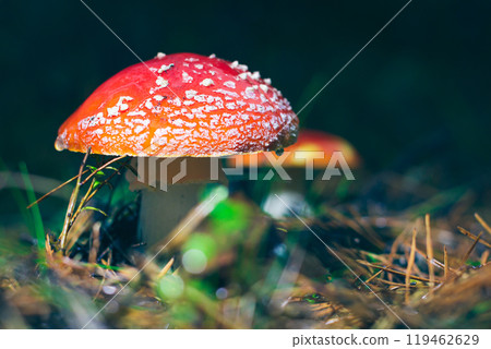Mature Amanita Muscaria, Known as the Fly Agaric or Fly Amanita 119462629