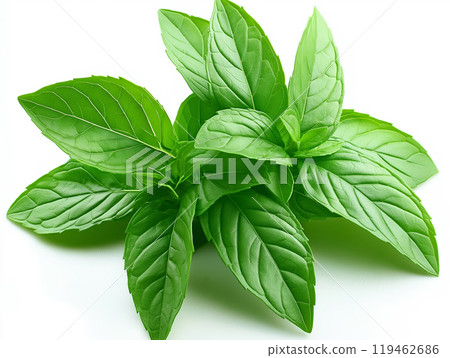 Mint sprig on a white background Mint sprig on a white background 119462686