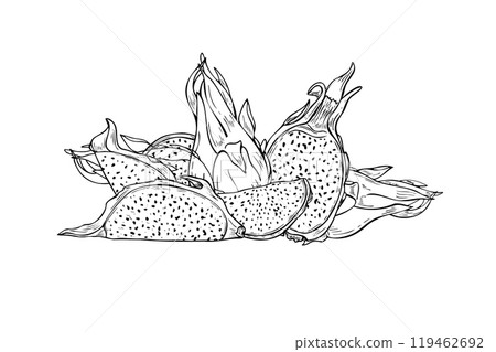 Vector Pitahaya cactus hand drawn sketch illustration in black. for coloring book. Halves, slices and whole dragon fruit composition line art. For tropical decor, coloring book. 119462692