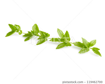 Oregano sprig on a white background 119462700