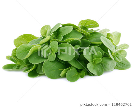 Oregano sprig on a white background 119462701