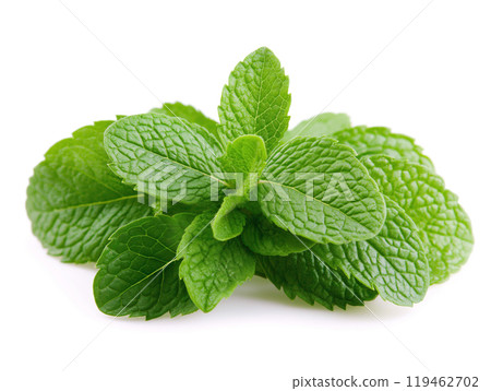 Bundle of fresh mint leaves on a white background Bundle of fresh mint leaves on a white background 119462702