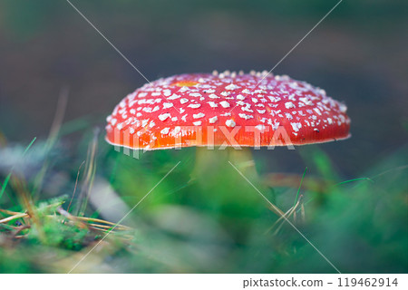 Mature Amanita Muscaria, Known as the Fly Agaric or Fly Amanita Mature Amanita Muscaria, Known as the Fly Agaric or Fly Amanita 119462914