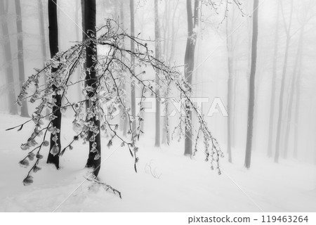 Beech trees trunks in beech forest Beech trees trunks in beech forest 119463264