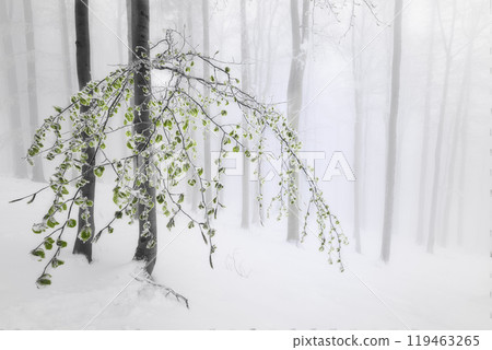 Beech trees trunks in beech forest 119463265