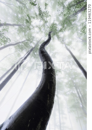 Summer beech trees with fog Summer beech trees with fog 119463270