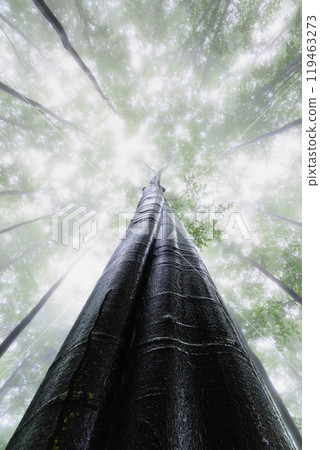 Summer beech trees with fog Summer beech trees with fog 119463273