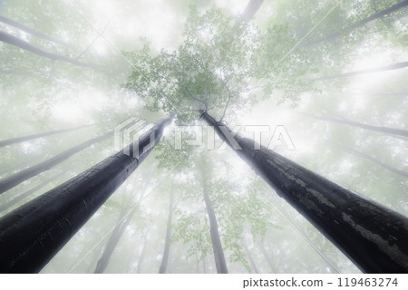 Summer beech trees with fog Summer beech trees with fog 119463274