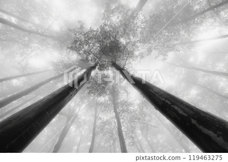 Summer beech trees with fog Summer beech trees with fog 119463275