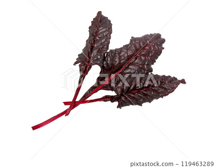 Beetroot leaves, fresh beet leaf 119463289