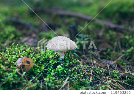 Amanita Pantherina, Known as the Panther Cap, False Blusher and Panther Amanita Amanita Pantherina, Known as the Panther Cap, False Blusher and Panther Amanita 119463295