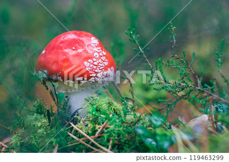 Young Amanita Muscaria, Known as the Fly Agaric or Fly Amanita 119463299