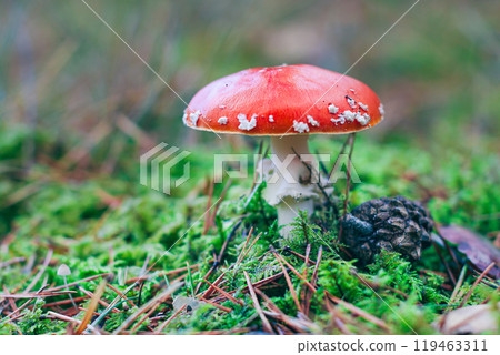 Mature Amanita Muscaria, Known as the Fly Agaric or Fly Amanita Mature Amanita Muscaria, Known as the Fly Agaric or Fly Amanita 119463311