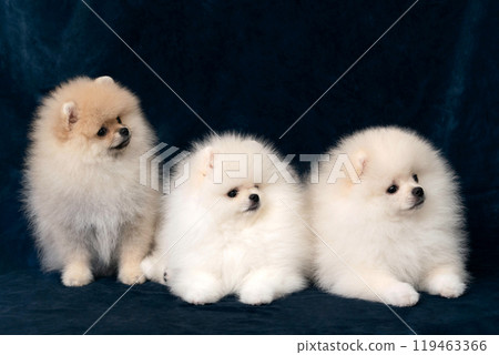 Three Pomeranian puppies on blue velvet Three Pomeranian puppies on blue velvet 119463366