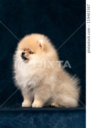 A spitz puppy sits half-sideways on a blue background A spitz puppy sits half-sideways on a blue background 119463367