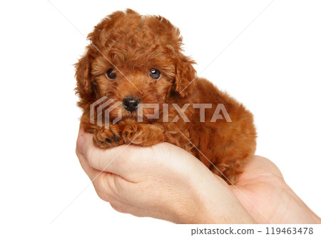 Red toy poodle puppy in hands 119463478