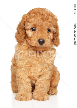 Cute Apricot Miniature Poodle Puppy Sitting Cute Apricot Miniature Poodle Puppy Sitting 119463481