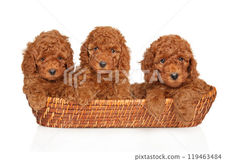 Three Red Toy Poodle Puppies in Basket Three Red Toy Poodle Puppies in Basket 119463484