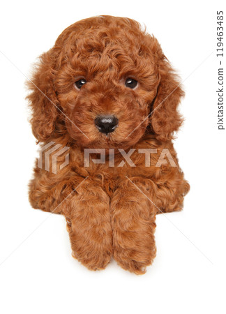 Red Toy Poodle Puppy Sitting Over White Banner Red Toy Poodle Puppy Sitting Over White Banner 119463485