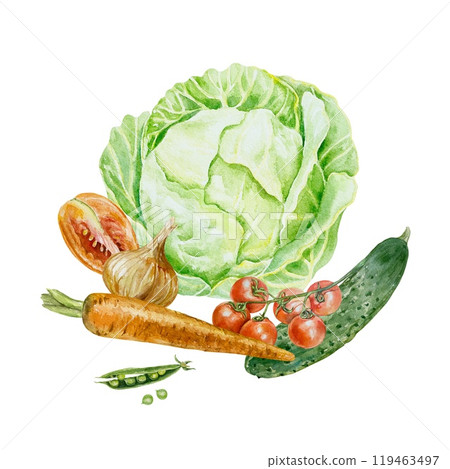 Vegetables watercolor. Cabbage, tomato, carrot, cucumber, onion, peas. Illustration isolated. Cards, labels, invitations for Harvest, Vegetarian Day. 119463497