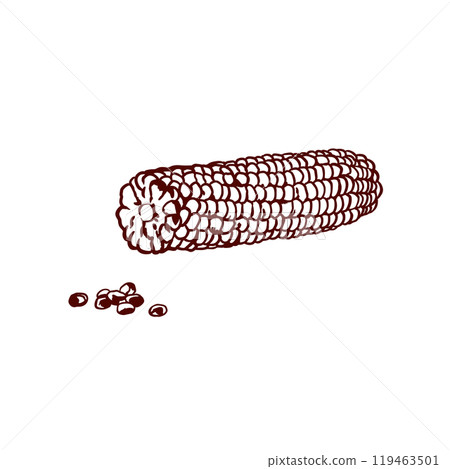 Corn peeled, grains. Autumn food set. Vector illustration in graphic style. For restaurant menu, cafes, banners, posters, Thanksgiving. 119463501