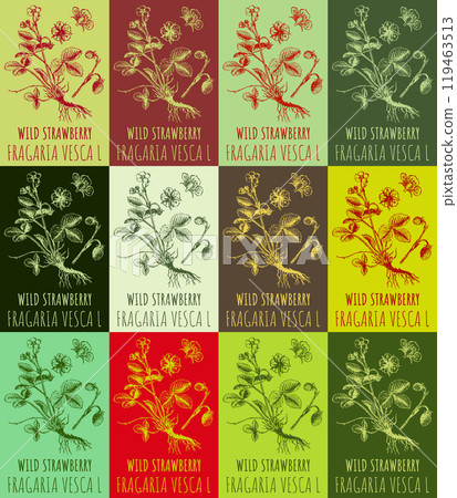 Set of vector drawing of WILD STRAWBERRY in various colors. Hand drawn illustration. Latin name FRAGARIA VESCA L. Set of vector drawing of WILD STRAWBERRY in various colors. Hand drawn illustration. Latin name FRAGARIA VESCA L. 119463513