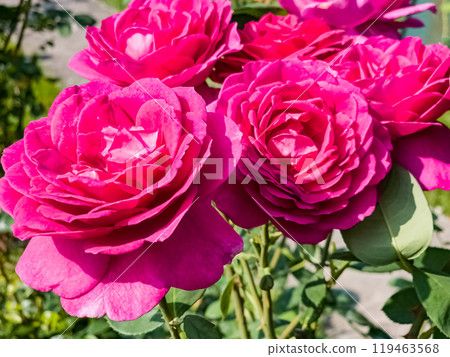 Close-up of red purple roses against a background of green leaves. Fresh delicate petals on flowers. Close-up of red purple roses against a background of green leaves. Fresh delicate petals on flowers. 119463568
