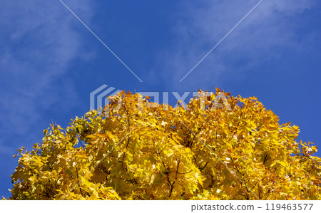 A beautiful autumn scene depicting a bright tree with yellow foliage, standing out against A beautiful autumn scene depicting a bright tree with yellow foliage, standing out against 119463577