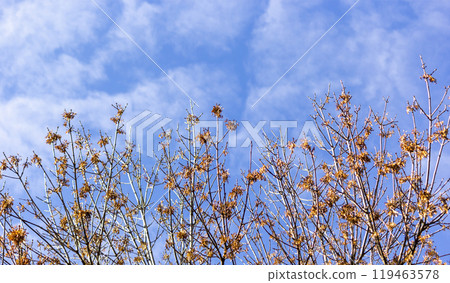 crown of the tree against the blue sky, nature abstract background crown of the tree against the blue sky, nature abstract background 119463578
