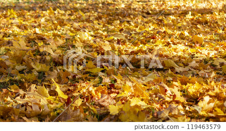 Yellow and orange maple leaves in the forest on the ground in the sunlight. Autumn background Yellow and orange maple leaves in the forest on the ground in the sunlight. Autumn background 119463579