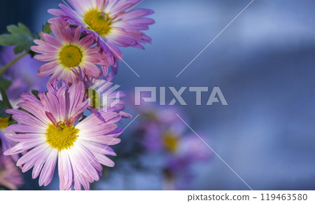 Pink chrysanthemum. Chrysanthemum morifolium also known as flower daisy and hardy garden mama, Pink chrysanthemum. Chrysanthemum morifolium also known as flower daisy and hardy garden mama, 119463580