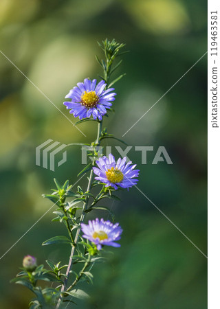 European chamomile Aster amellus. Beautiful floral background European chamomile Aster amellus. Beautiful floral background 119463581