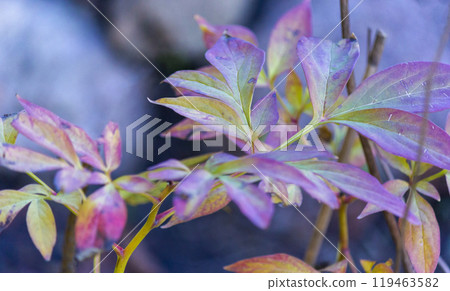 Beautiful leaves of a tree-like peony . Purple, green spotting and rust on the leaves Beautiful leaves of a tree-like peony . Purple, green spotting and rust on the leaves 119463582