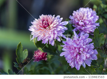 A purple chrysanthemum flower on a green background. Natural floral background. A purple chrysanthemum flower on a green background. Natural floral background. 119463583